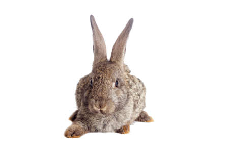 rabbit on a white backgroundの写真素材