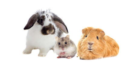 rabbit and the hamster and guinea pig looks rabbit and the hamster and guinea pig looks