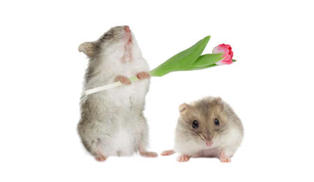 hamster on a white backgroundの写真素材