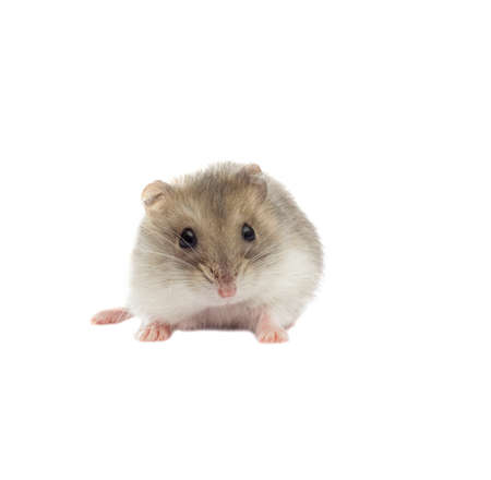 small Jungar hamster on a white backgroundの写真素材