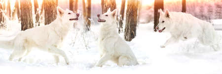 Shepherd Dog lookingの写真素材