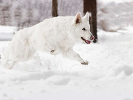 white Swiss Shepherd dog running in the snowの写真素材