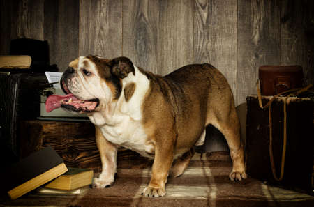 english bulldog retro styleの写真素材