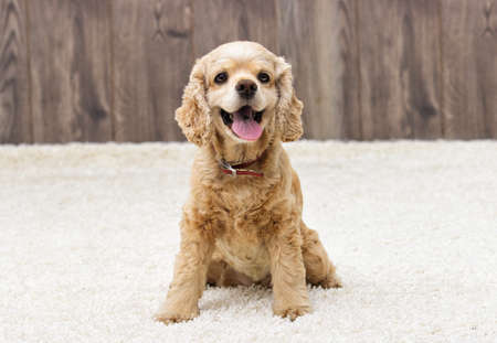 American cocker spaniel sitting and looking in the apartmentの写真素材