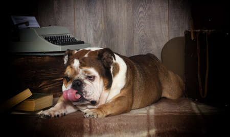 english bulldog retro styleの写真素材