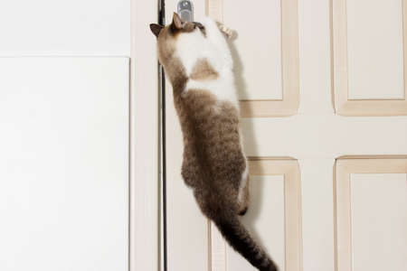 cat opens the doorの写真素材