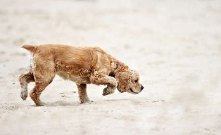 spaniel dog running on the sand beachの写真素材