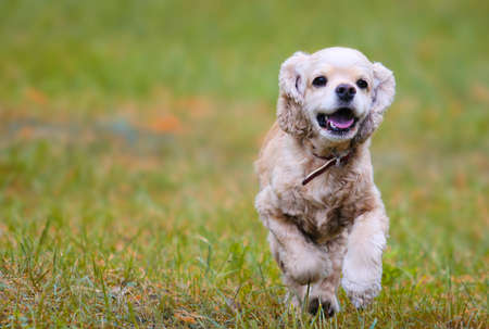 English Spaniel Running On The Grassの写真素材