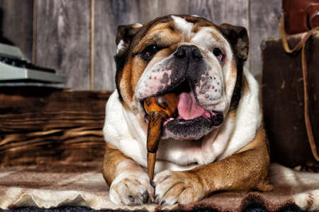 english bulldog retro styleの写真素材
