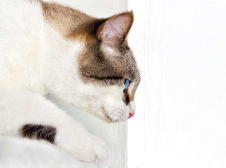 cat creepsの写真素材