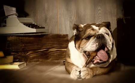 english bulldog retro styleの写真素材