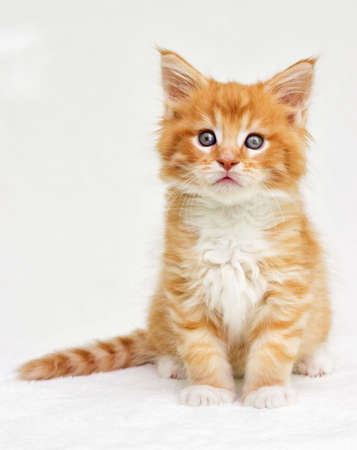 Maine Coon kitten looksの写真素材