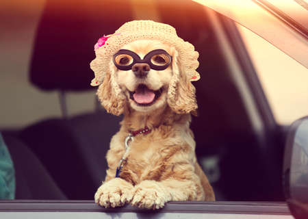 dog peeking out of a car windowの写真素材