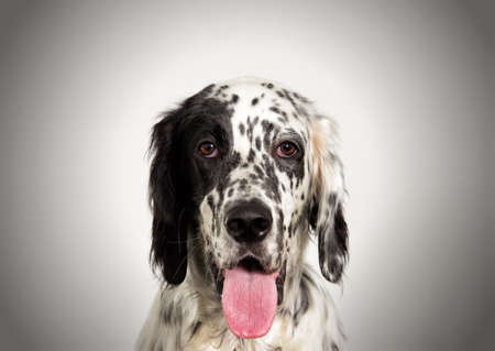 portrait setter dog lookingの写真素材