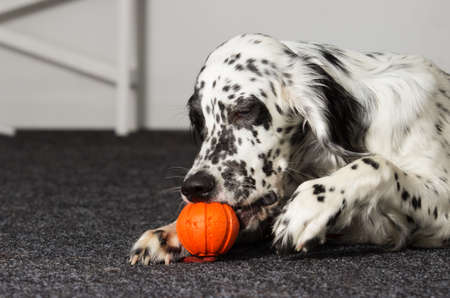 Dog gnaws toy ball in apartment