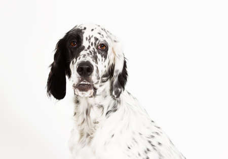 portrait setter dog lookingの写真素材