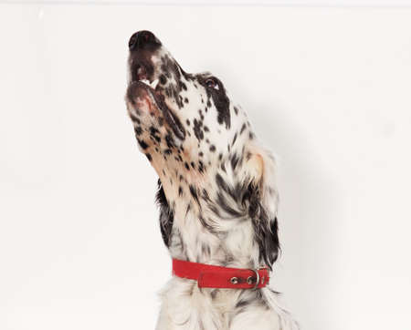 portrait setter dog looking upの写真素材