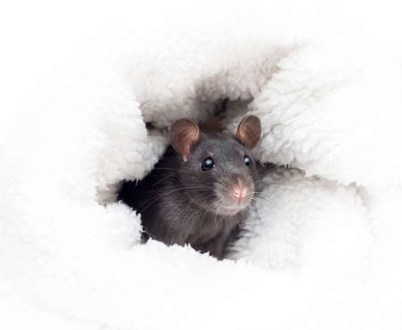 little cute rat の写真素材