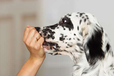 dog eats from the human hand