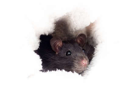 little cute rat in a fluffy white blanketの写真素材