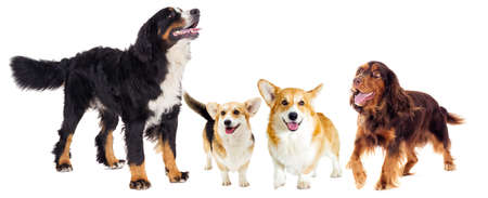 set of dogsの写真素材