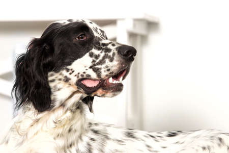 Setter looking sidewaysの写真素材