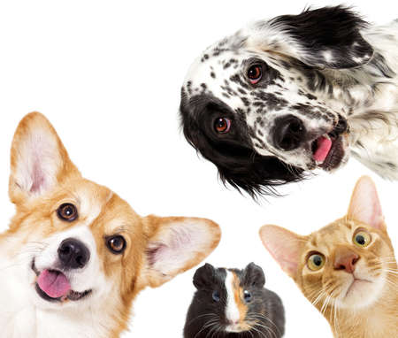 Puppy and kitten and guinea pig の写真素材