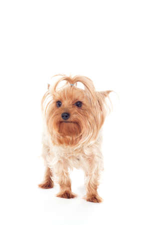 Yorkshire terrier dog looking at white backgroundの写真素材