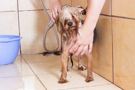 Yorkshire Terrier dog taking a bath in the showerの写真素材
