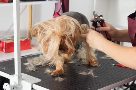 Yorkshire terrier dog on a haircut clawsの写真素材