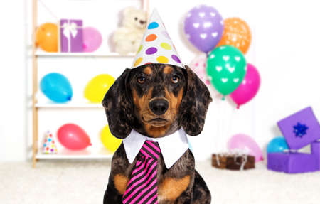 holiday dog birthdayの写真素材