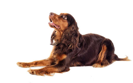 cocker spaniel dog lies and looksの写真素材