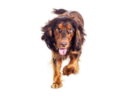 spaniel walking on a white backgroundの写真素材