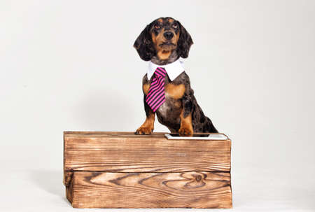 dog and phoneの写真素材