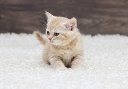 British kitten is standing on a fluffy carpet and a wooden backgroundの写真素材