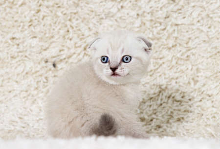 little british kitten on a fluffy carpetの写真素材