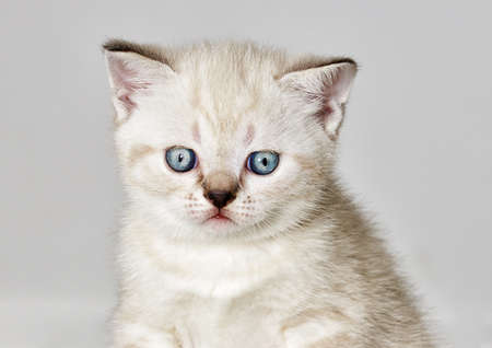 portrait of a British kittenの写真素材