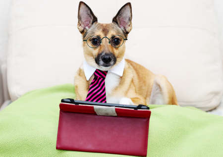 Dog and tablet and tie and glassesの写真素材