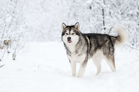 Alaskan Malamute dog on a winter