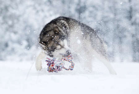 Alaskan Malamute dog on a winter walk in the snow