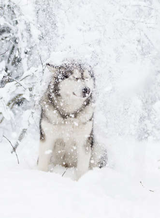 winter malamute dogの写真素材