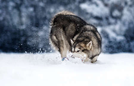Alaskan Malamute dog on a winter