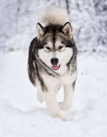 Alaskan Malamute dog on a winter walk in the snowの写真素材
