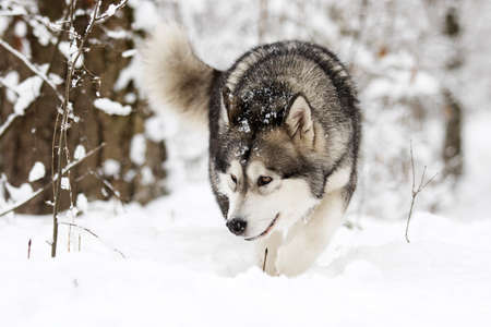 dog on a winter walk in the snowの写真素材