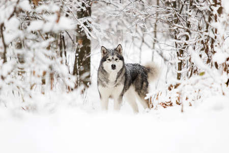 Alaskan Malamute dog on a winter walk in the snowの写真素材