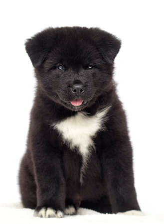 little american akita puppies on white backgroundの写真素材
