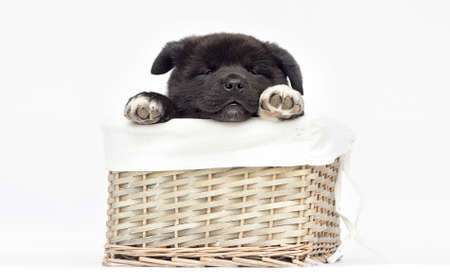 little american akita puppies on white backgroundの写真素材
