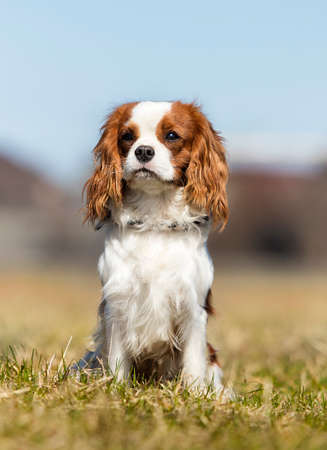 King Charles Spaniel dog on the grassの写真素材