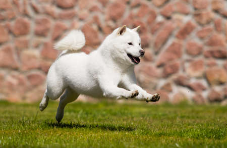 hokkaido dog quickly runs