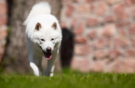 hokkaido dog quickly runs